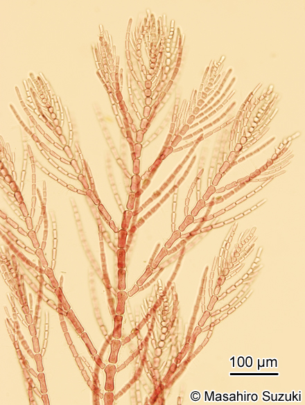 ホソガサネ Antithamnionella spirographidis